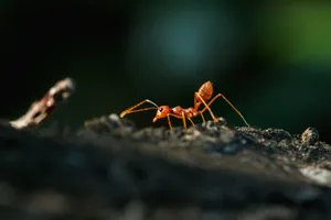 Fire Ant Exploring Terrain.jpg Wallpaper