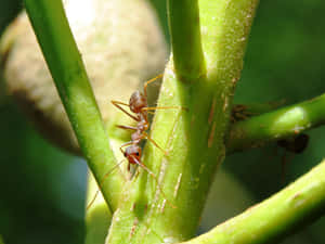 Fire Ant On Green Stem.jpg Wallpaper