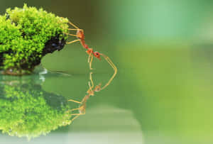 Fire Ant Reflectionon Water Wallpaper