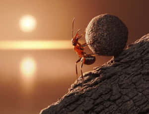 Fire Ant Strength Showcase Wallpaper