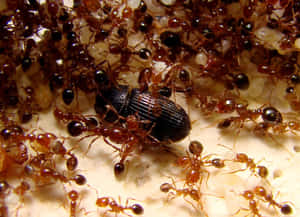 Fire Ants Attacking Beetle Wallpaper