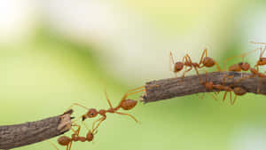 Fire Ants Bridge Formation Wallpaper