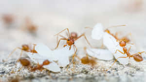 Fire Ants Feastingon Sugar Crystals Wallpaper