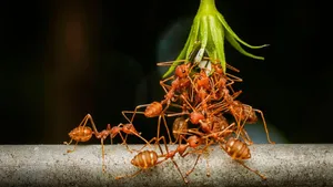 Fire Ants Teamworkin Nature Wallpaper