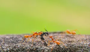Fire Ants Teamworkin Nature.jpg Wallpaper