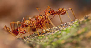 Fire Ants Teamworkin Nature.jpg Wallpaper