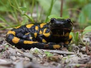 Fire Bellied Mole Salamanderin Habitat.jpg Wallpaper