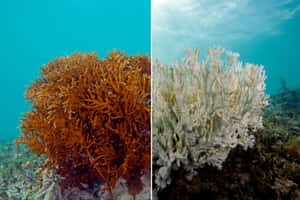 Fire Coral Before After Bleaching Wallpaper