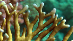 Fire Coral Underwater Branches Wallpaper