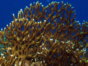 Fire Coral Underwater Structure Wallpaper