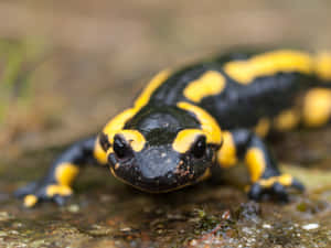 Fire Salamanderin Natural Habitat.jpg Wallpaper