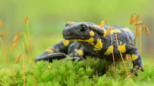 Fire Salamanderin Natural Habitat.jpg Wallpaper