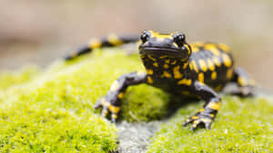 Fire Salamanderon Moss.jpg Wallpaper