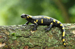 Fire Salamanderon Tree Bark Wallpaper