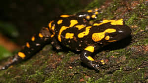 Fire Spotted Mole Salamanderon Tree Bark Wallpaper