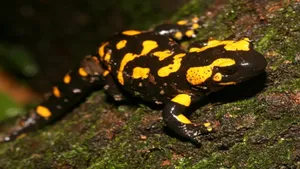 Fire Spotted Mole Salamanderon Tree Bark Wallpaper