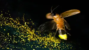 Firefly Illuminationin Darkness Wallpaper