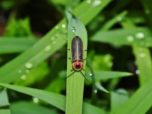 Fireflyon Dewy Grass.jpg Wallpaper