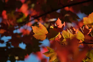 First Day Of Fall In A Tranquil Forest Wallpaper