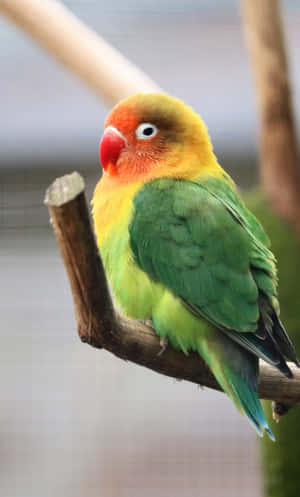 Fischer Love Bird Iphone Wallpaper