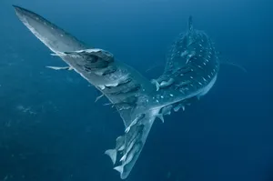 Fish On Whale Shark Tail Wallpaper