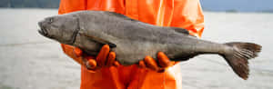 Fisherman Holding Large Sablefish Wallpaper