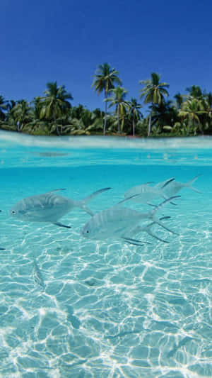 Fishes Swimming In Beach Tropical Iphone Wallpaper