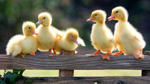 Five Baby Ducks Wallpaper