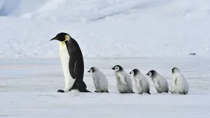 Five Baby Penguins Following An Adult Wallpaper