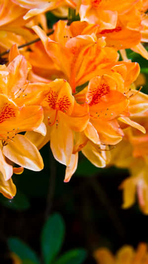 Flame Azalea Orange Flowers Wallpaper