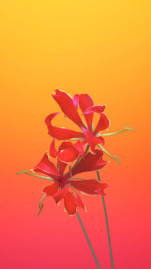 Flame Lily Ios 6 Wallpaper