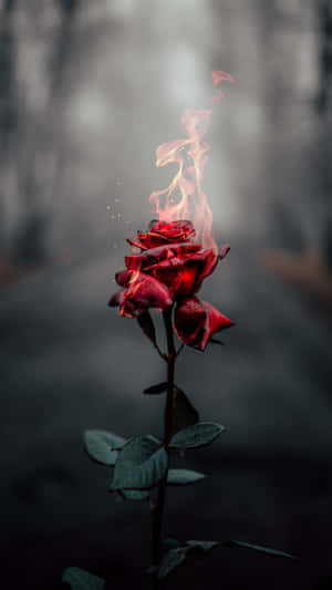 Flaming Rose Artistry Wallpaper