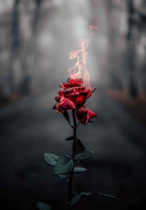 Flaming_ Rose_ Artistry Wallpaper