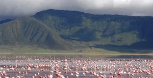 Flamingo At Lake Magadi, Ngorongoro Crater Wallpaper