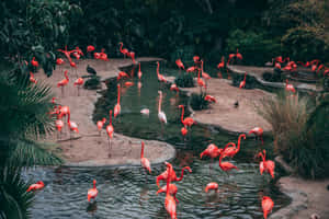 Flamingo Gatheringat Sanctuary.jpg Wallpaper