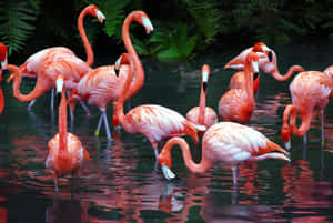 Flamingo Gatheringat Sanctuary.jpg Wallpaper