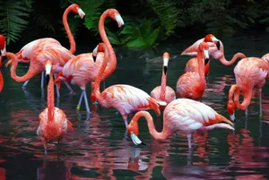 Flamingo Gatheringat Sanctuary.jpg Wallpaper