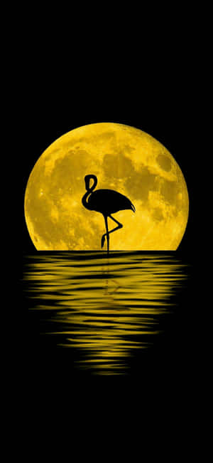 Flamingo In The Moonlight Wallpaper