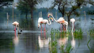 Flamingos_at_ Water_ Sanctuary.jpg Wallpaper