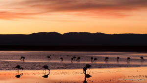 Flamingos In Atacama Desert, Chile Wallpaper