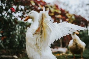 Flapping White Duck Wallpaper