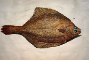 Flatfish Dab Species Illustration Wallpaper