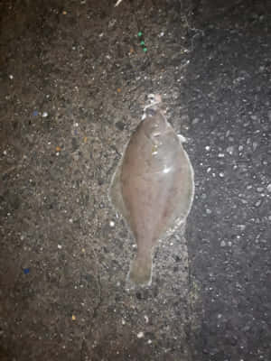 Flatfishon Pavement Wallpaper