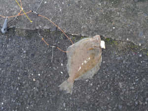 Flatfishon Pavement Wallpaper