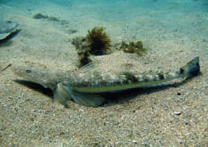 Flathead Fish Camouflaged Sandy Seabed.jpg Wallpaper