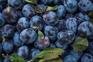 Flavorful Italian Prune Plums Wallpaper