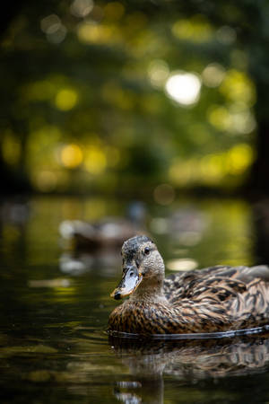 Floating Brown Duck Wallpaper