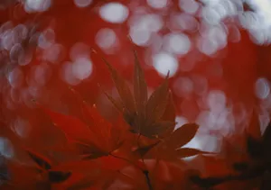 Floating Islands, A Tropical Dream Wallpaper