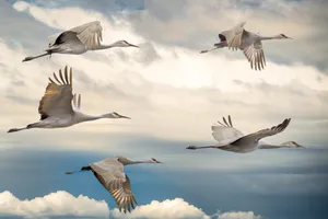 Flock Of Beautiful Birds Wallpaper