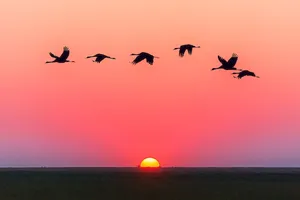 Flock Of Birds In Sky Sunset Wallpaper